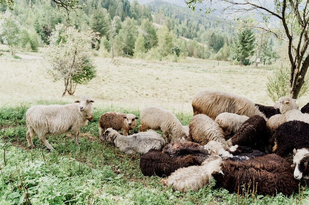 Kudde schapen in de bergen