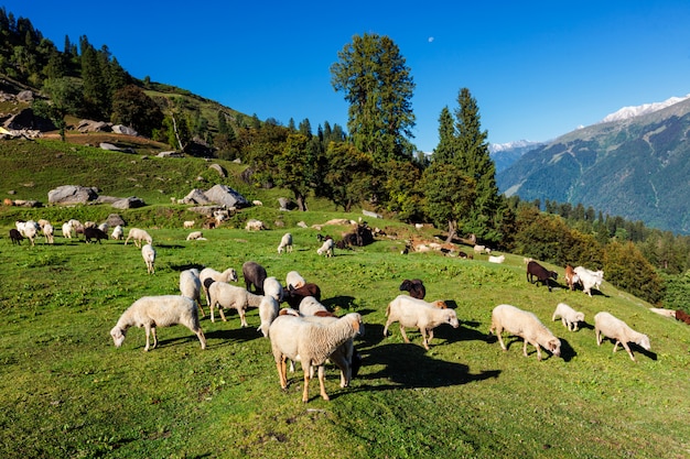 Kudde schapen in de Himalaya