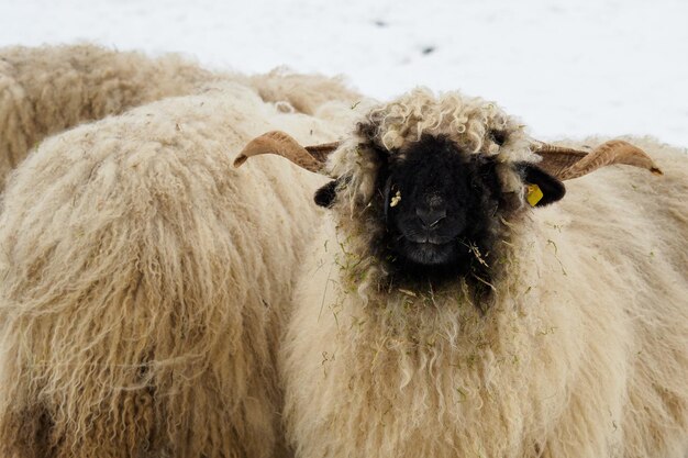 Kudde schapen in de winter op boerderij Schapen in de sneeuw Kudde schapen in de winter