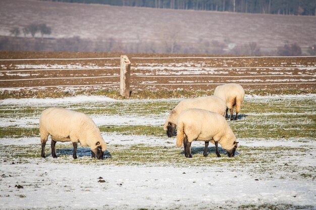 Kudde schapen in de winter