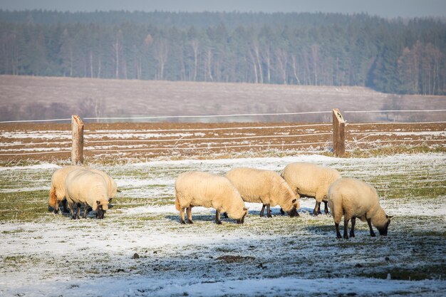 Kudde schapen in de winter