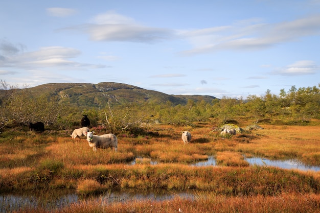 Kudde schapen in een berglandschap in Noorwegen