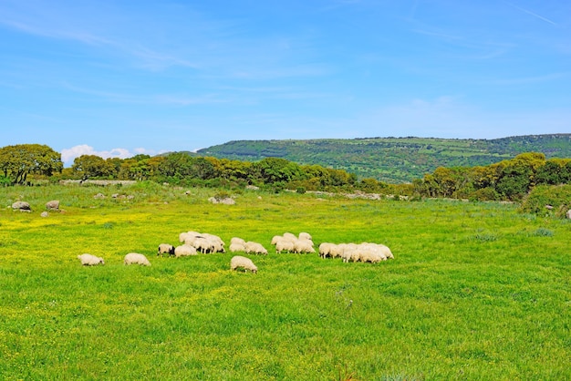 Kudde schapen in een groen en geel veld