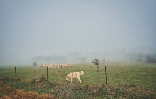 Kudde schapen in een mistig herfstlandschap