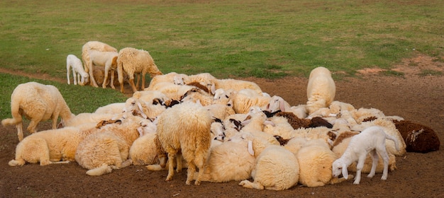 Kudde schapen in het midden van de vallei