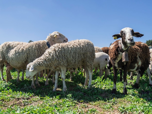 Kudde schapen in het veld