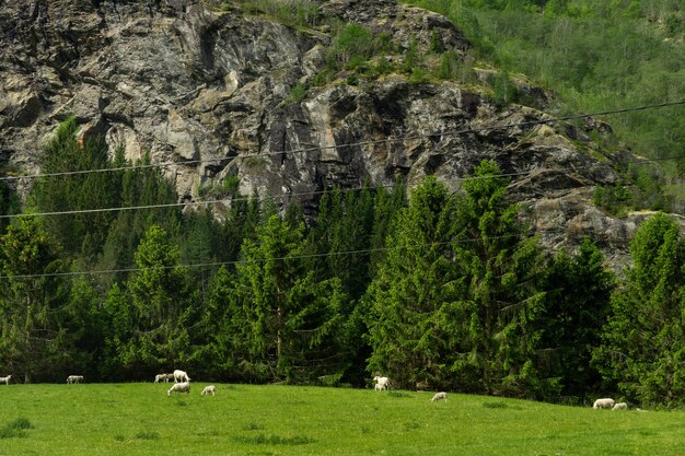 Kudde schapen in vrijheid op het platteland omringd door bergen in de Noorse wildernis