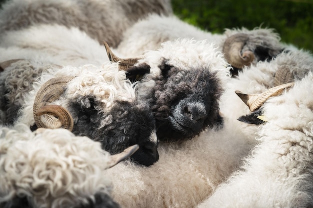 Kudde schapen met zwarte neus en twee schapen met zwarte neus die op een andere rusten