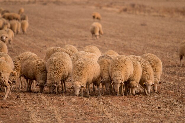 Kudde schapen op de natuur