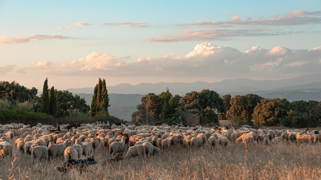 Kudde schapen op de transhumance bij zonsondergang