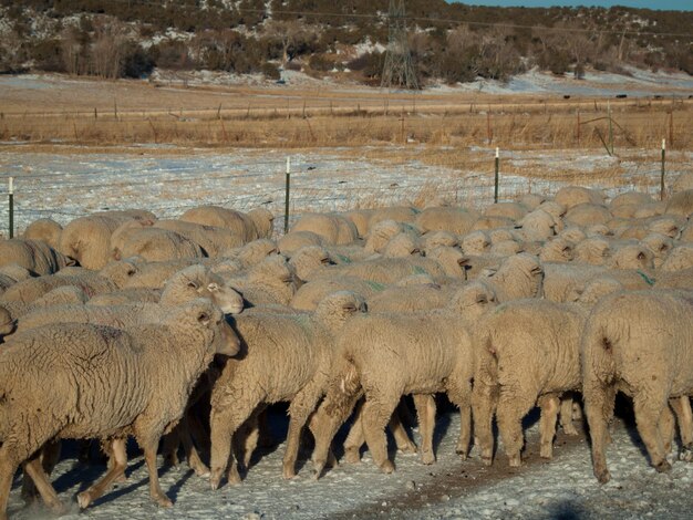 Kudde schapen op de weg.