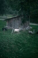 Foto kudde schapen op de weide concept van dierenboerderij in het dorp