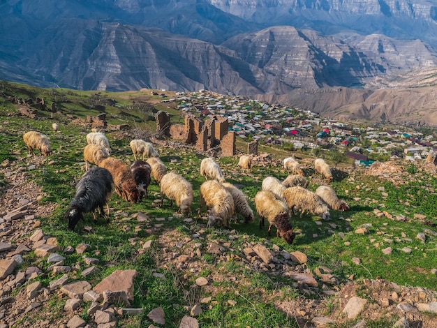 Foto kudde schapen op een berghelling tegen de achtergrond van een oude stad goor en een bergdorp in dagestan. rusland.