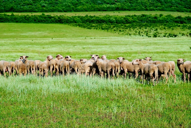 Kudde schapen op het groene veld.