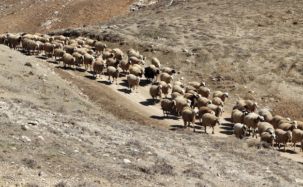 Kudde schapen op het platteland