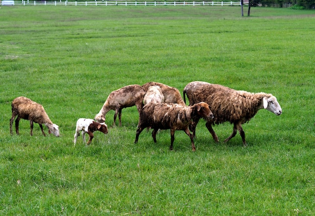 Kudde schapen op het veld