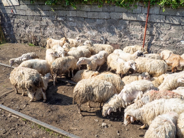 Kudde schapen Schapen grazen in de stad Veeteelt