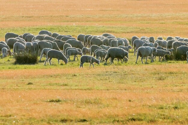 Kudde schapen, schapen op het veld