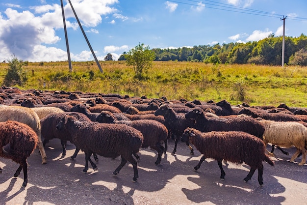 Kudde schapen wandelen op het platteland