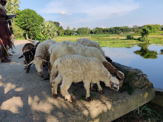 Kudde starende schapen in een boerderij