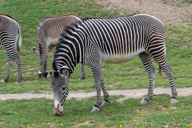 Kudde van de Grevy's zebra Equus grevyi grazen op groen gras