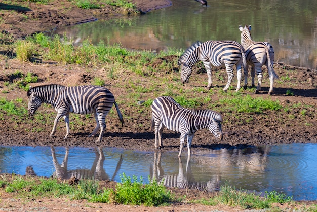 Kudde van Zebra's drinken uit de rivier de Shingwedzi in het Kruger National Park, Zuid-Afrika.