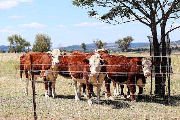 Kudde vee in de pen openlucht in Mudgee, Australië