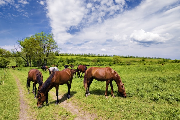 Kudde wilde steppepaarden op grazen