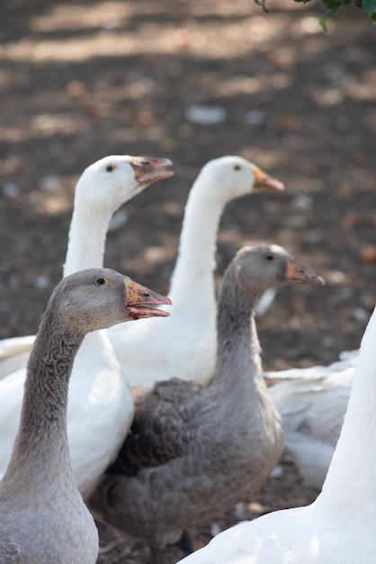 Kudde witte ganzen in het dorp