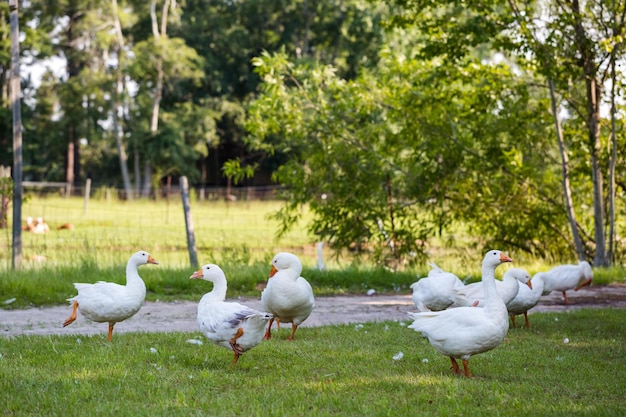 Kudde witte ganzen op de onverharde weg van de boerderij.