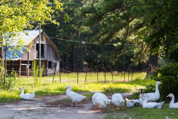 Kudde witte ganzen op de onverharde weg van de boerderij.