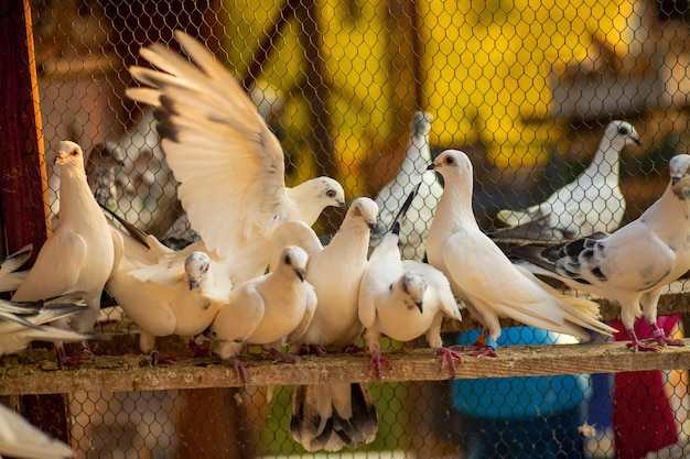 Kudde witte stokduiven neergestreken in de buurt van een metalen omheining