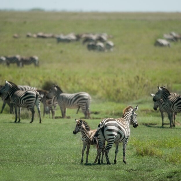 Kudde zebra in de Serengeti