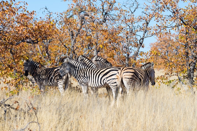 Kudde zebra's in de bush