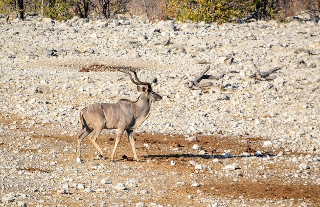 Kudu Antelope on a waterhole in Namibia