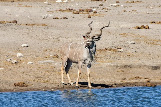 Foto kudu in het wild in het etosha nationaal park namibië afrika