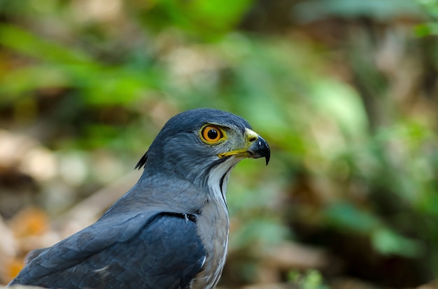 Kuifgoshawk in de aard