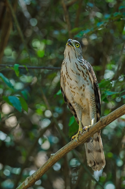 Kuifgoshawk in de aard