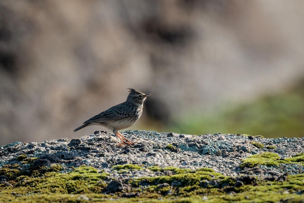 Kuifleeuwerikvogel in zijn natuurlijke omgeving