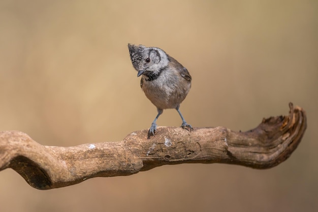 Kuifmees (Lophophanes cristatus)