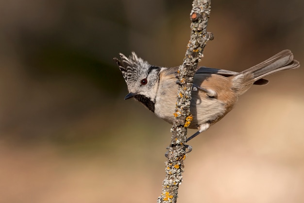 Kuifmees, mees, vogels, zangvogels, zitstokken, Lophophanes cristatus