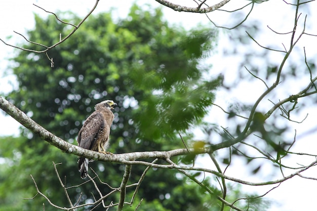 Kuifserpent Eagle die op een toppositie rusten