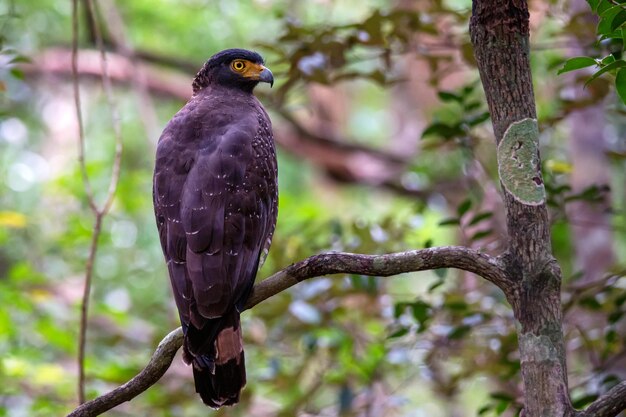 Kuifslangadelaar of spilornis cheela strijkt neer op een tak