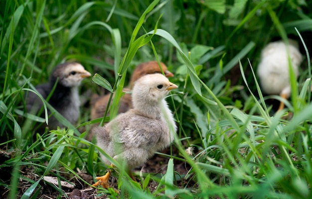Kuikens in het gras.
