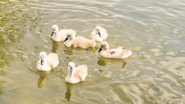 Kuikens knobbelzwaan zwemmen in het water Pluizige veren van de kleine watervogels