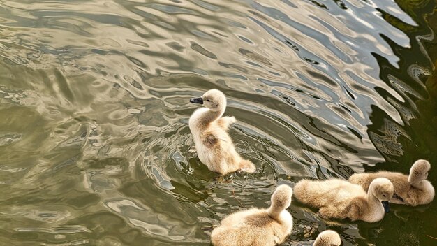 Kuikens knobbelzwaan zwemmen in het water Pluizige veren van de kleine watervogels