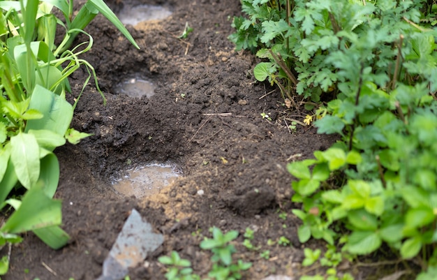 Kuilen in de tuin voor het planten van bloemen