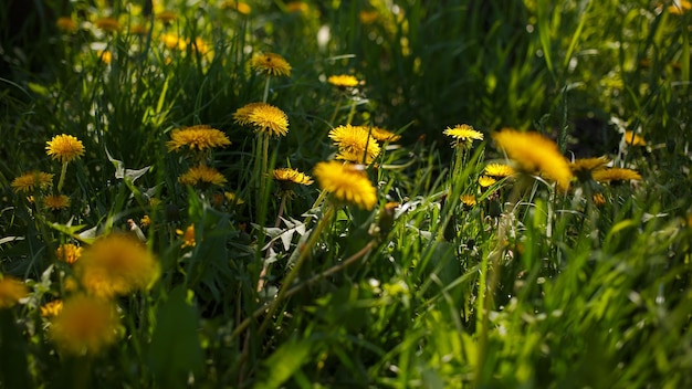 Kulbaba groeit in het gras in de tuin