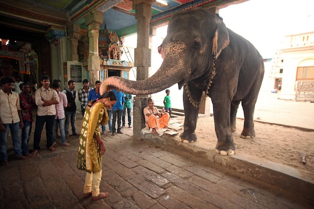 KUMBAKONAM INDIA Temple elephant blessing a man at kumbeswarar temple