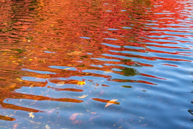 Фото Осенняя листья пруда кумобайке многоцветный вид, отражающийся на поверхности в солнечный день